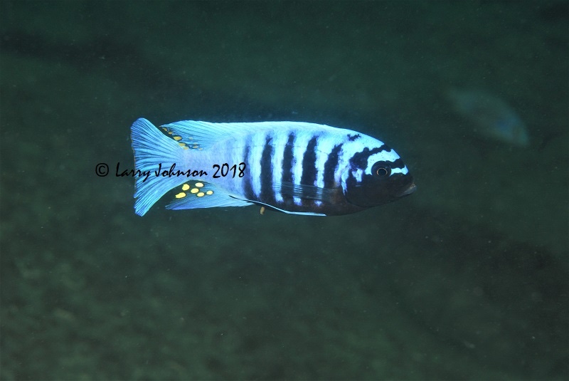 Maylandia zebra 'Mitande Reef (Rocks)'
